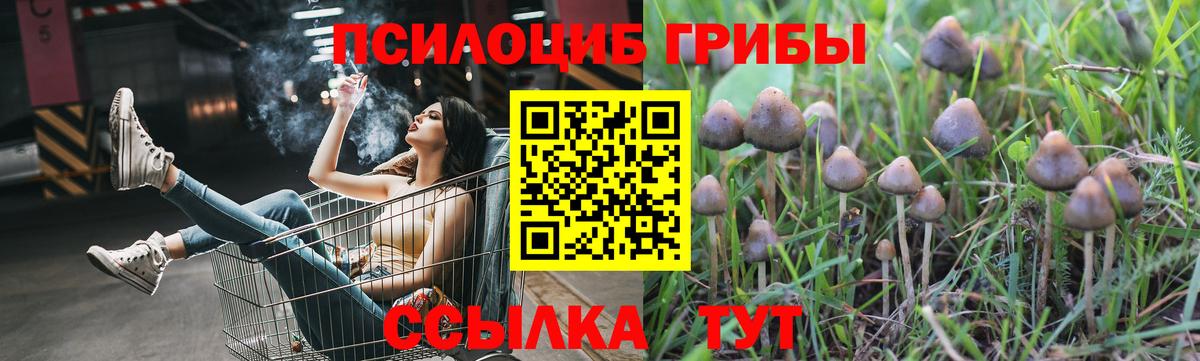 Псилоцибиновые грибы Psilocybine cubensis  Вход с VPN  где найти   Кизляр 